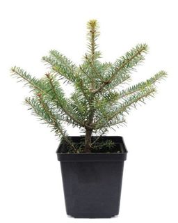 Abies Coreana Jodła Koreańska 30-40 cm