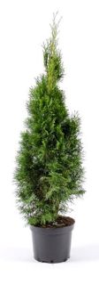 Thuja Smaragd 40-50 cm