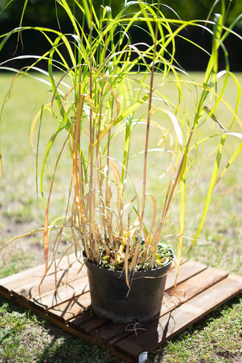 Trawa Miskant chiński 'Malepartus' Miscanthus