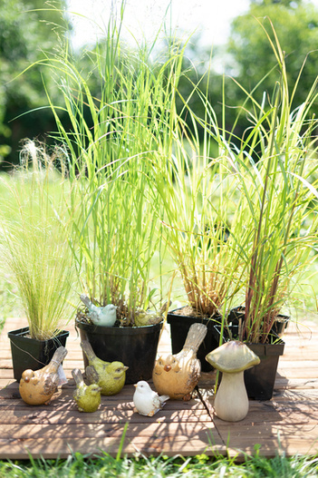 Trawa Miskant chiński 'Malepartus' Miscanthus